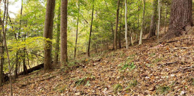 The Beginner Slope of the proposed Unicoi County Bike Park